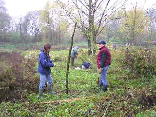 Plantations de saules ttards