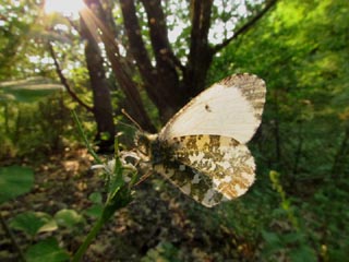 Papillon (Anthocharis cardamines)