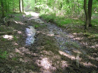 Des ornires dans le Bois du Jariel