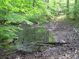 Une mare dans le Bois du Jariel