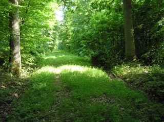 Une alle en sous-bois