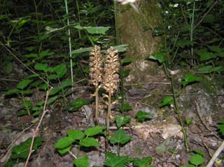 Une plante d'cologie particulire