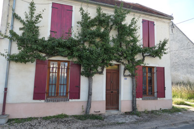 Au Crouper, un arbre sur une faade