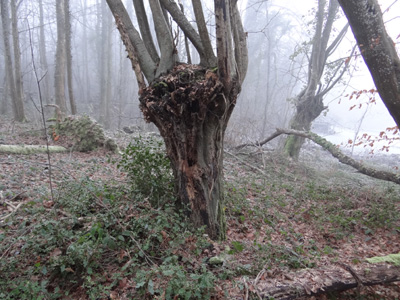 Un arbre ttard a La Trtroire