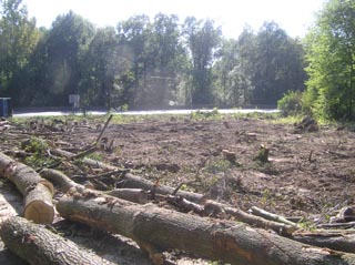 Les arbres coups